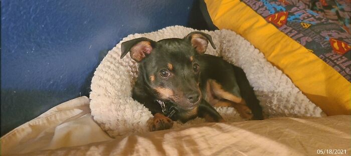 This Is Ziggy Stardust. If I Have To Tell You Who He's Named After, You Don't Deserve To Know!