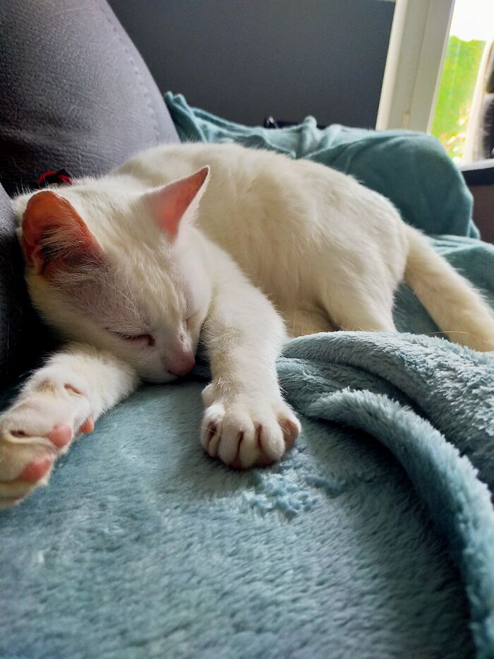 Wonderful Professional Shedder