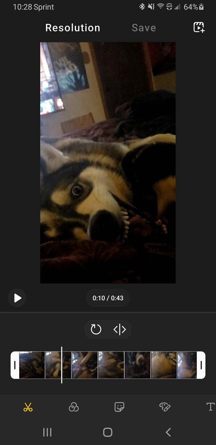 Our Evil Wolf/Husky Mix. Dont Be Fooled. He Is Actually A Big Push Over