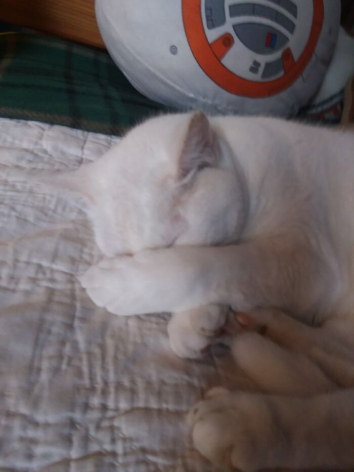 Peewee. Because When We Rescued Her She Weighed 4 Pounds. Now She Weighs 10.