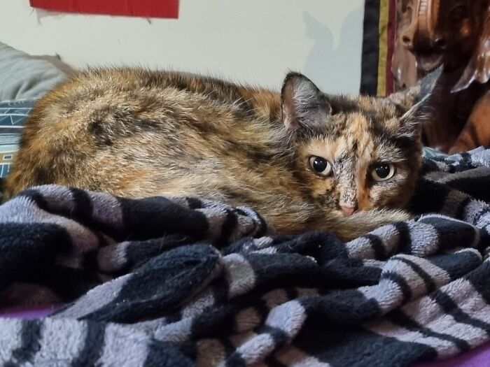 Toots The Cat....named After Toots And The Maytals