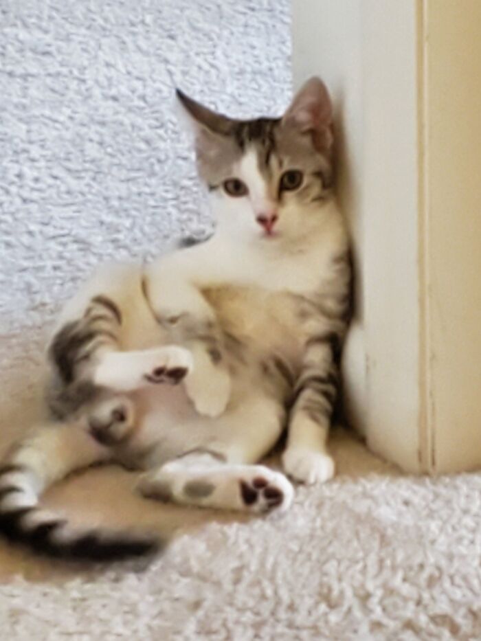 This Is Catsby. The Great Catsby.