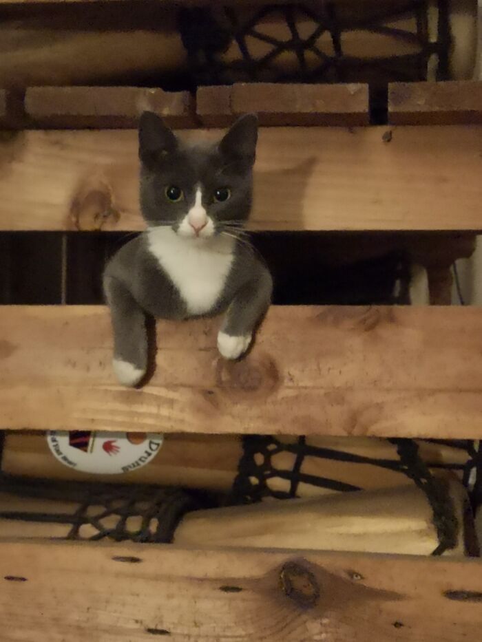 Meet Mink, Our Newest Rescue, So Named Because Of The Colour And Silkiness Of Her Fur!