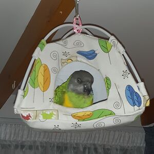 lisakennedy_1 avatar