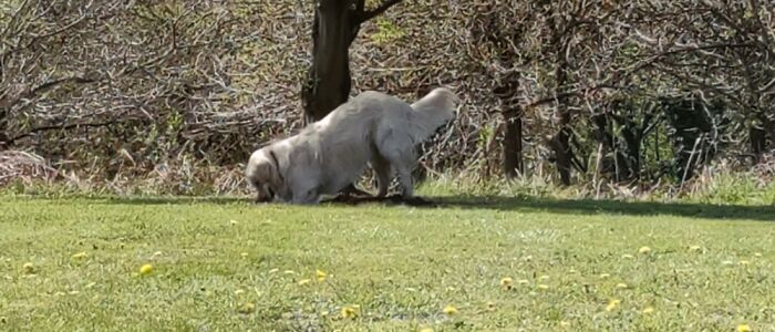 'gent' (Or Gentleman Formal 🎩 ). He Was Named For Aspirational Purposes As He Was/Is Adhd Dog.