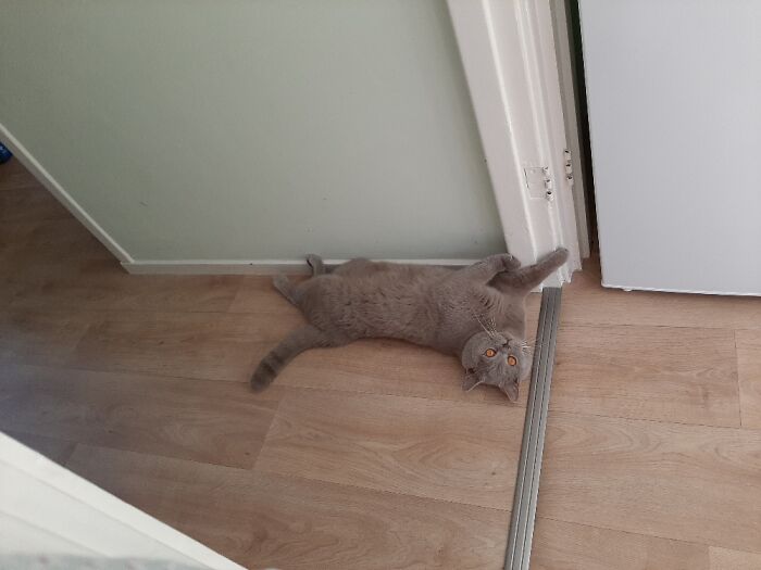 My Nonbinary Partners' Malfunctioning Cat Bram