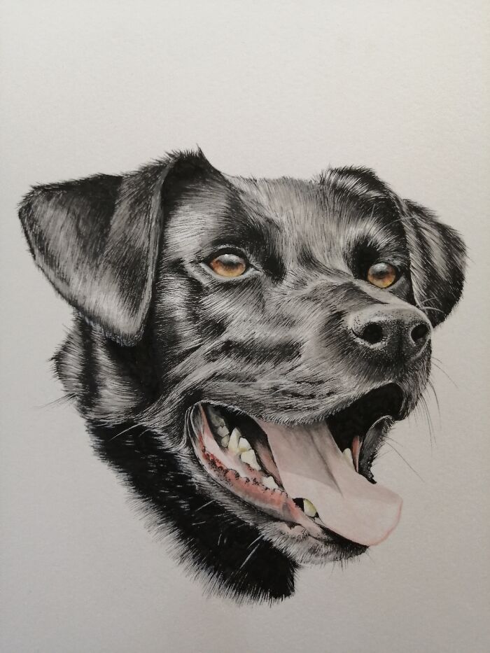 My Neighbour's Beautiful Dog!