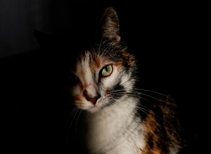 Shelby Named After Carroll Shelby