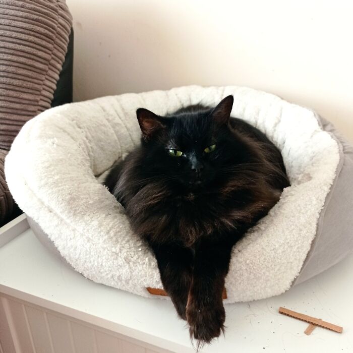 Magic Fuzzypaws, Magic Is The Name From The Rescue Charity, Fuzzypaws Speaks For Itself.