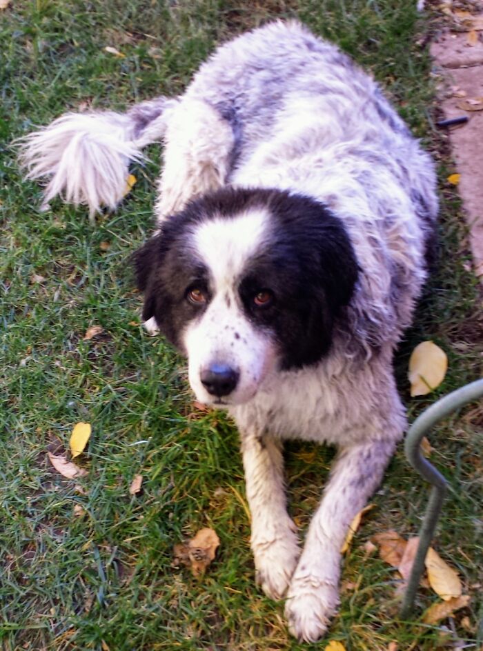 In Native American Dakota Means "Friend" And Takota Means "Friend To Everyone". Meet Takota!