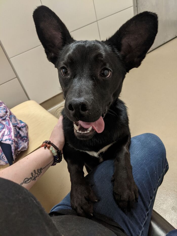 This Is Batman, The Bark Knight. Or Mr. Wayne If He's In Trouble.