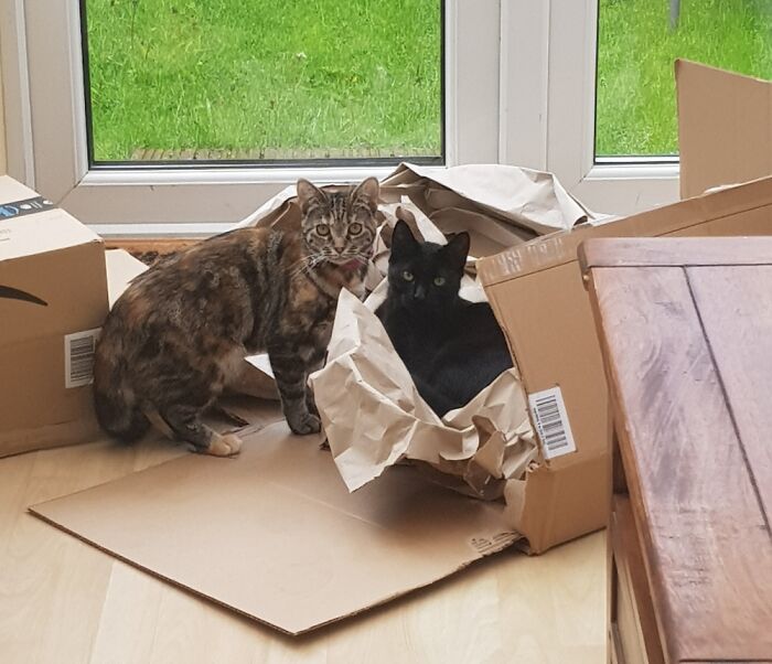 My BF Is A Massive Fan Of Street Outlaws, So Our Cats Are Jj (Da Boss) And Precious