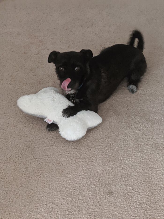 My Dog Gumball. Named After The Amazing World Of Gumball