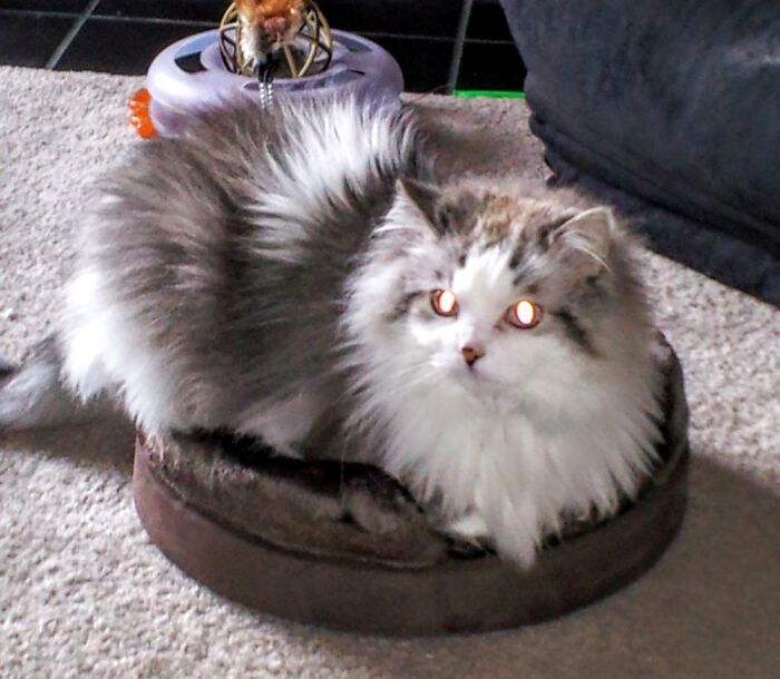 Captain Carrot. Named After A Character From Terry Pratchett's Discworld Series.