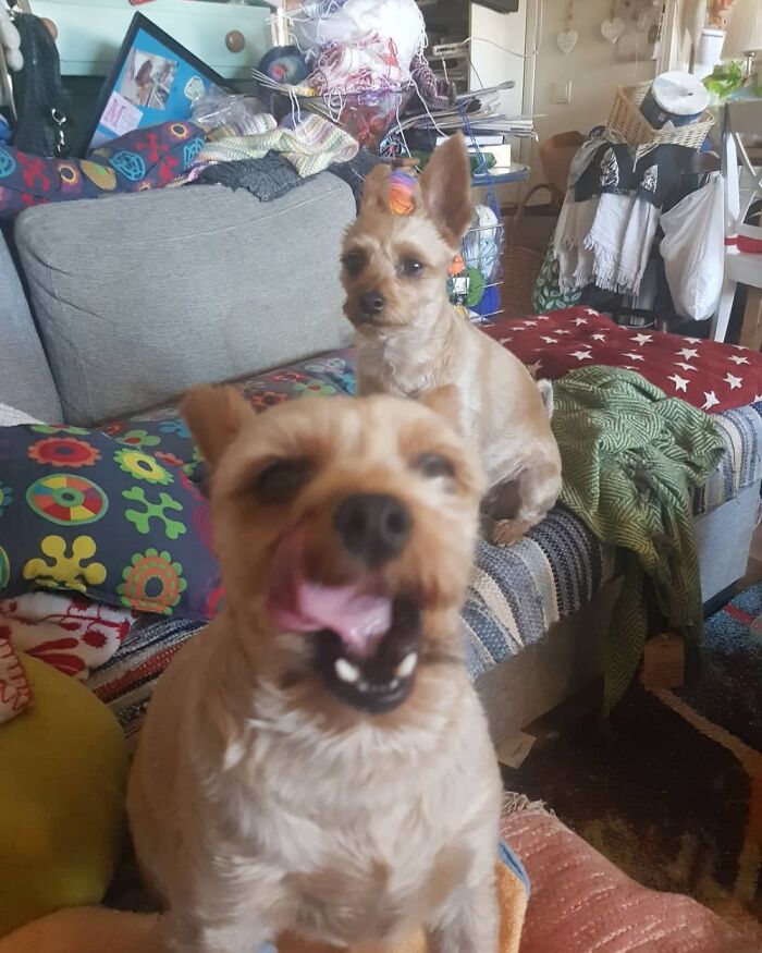 He Was Yawning There And The Other One Looks So Confused