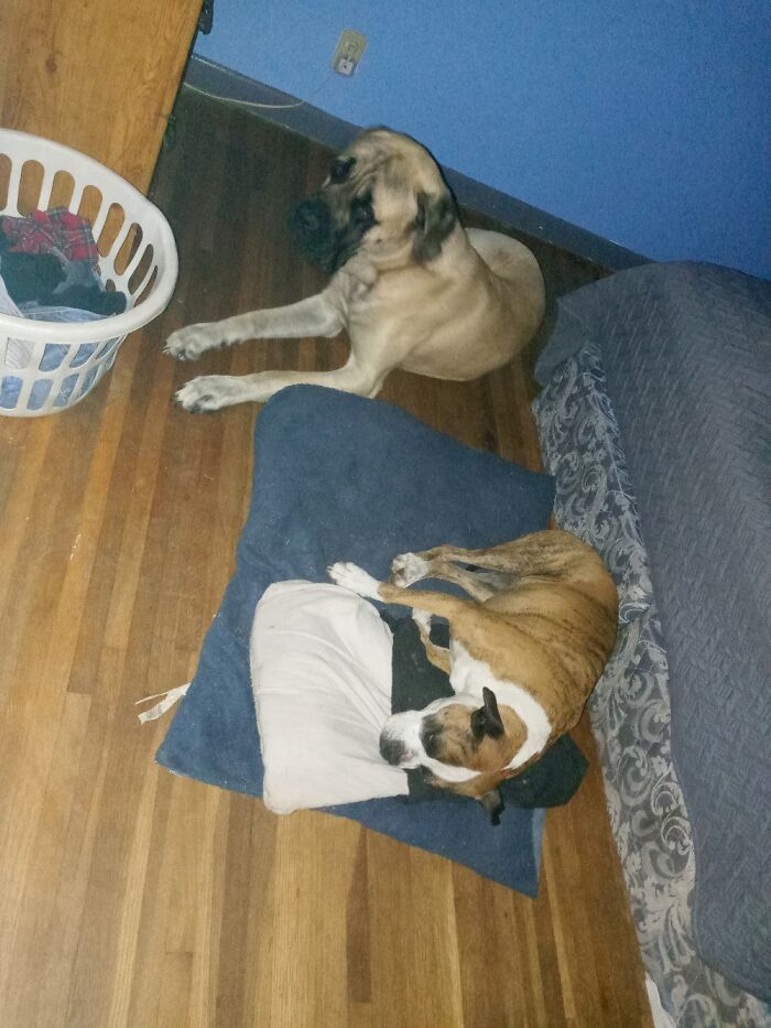 Norma Jean Is A Spoiled 8 Yr Old Diva And Alpha Dog. Count Walter Von Smoosh Is An Englishman.