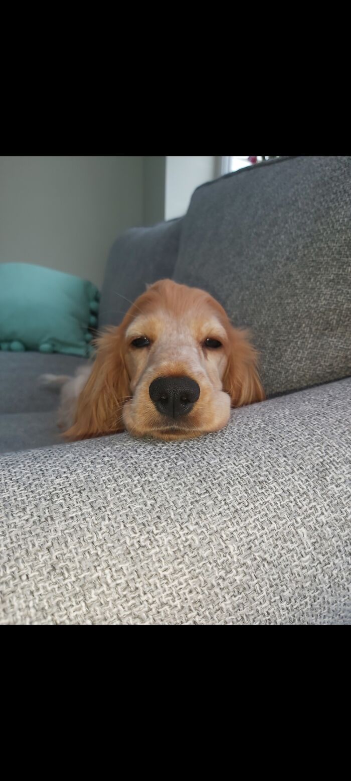 This Is Bonnie Because She's A Bonnie Dog!