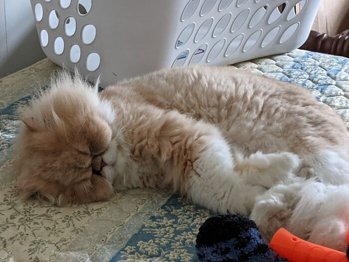 Ms Maple, Because Her Coloring Blendedin With The Wood Floor Where We Live& She Answered To It