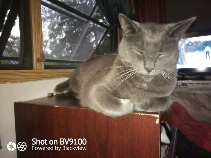 Orion Named After The Cat In Men In Black.