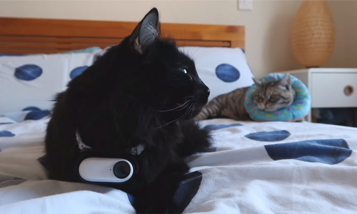 British Man Attached A Tiny Bluetooth Camera To His Kitten’s Collar For 24 Hours To See What His Cat’s Secret Life Looks Like