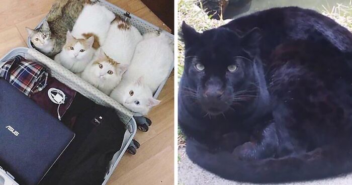 41 People Share Some Of The Cutest Pictures Of Cats Embracing Their Loaf Identity