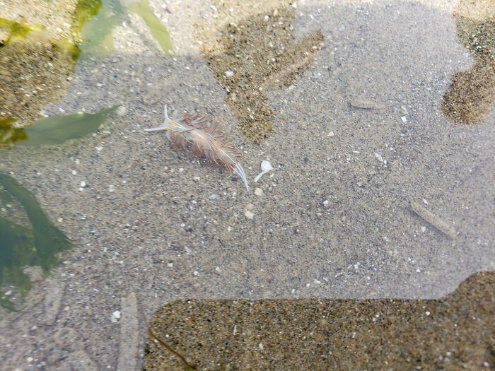 I've Been Going To The Beach On The Oregon Coast For Decades, And I've Never Been Lucky Enough To Find One Of These Guys. Imagine, If You Will, A 40 Year Old Man Excitedly Exclaiming, "My God, It's An Opalescent Nudibranch!" I Then Proceeded To Find The Absolute Perfect Angle To Completely Mute It's Neon Coloring