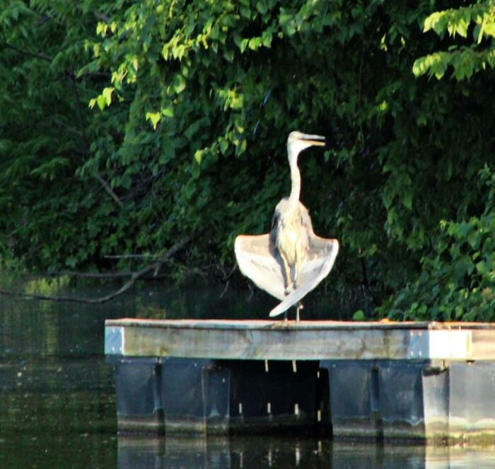 Okay. So This Heron Was Sunning With His Wings Spread And His Back To Me, Just A Rocks Throw Away. I Was So Excited And In Awe