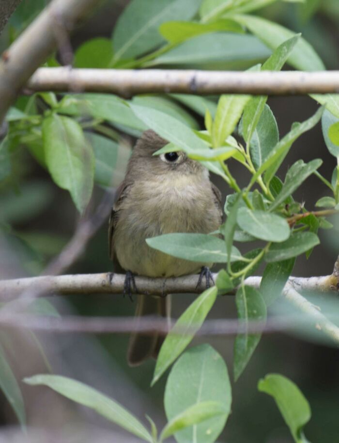 Having No Mouth, The Cyclops Bird Feeds Psychically On Living Souls. Many Who See It Never Live To Tell The Tale