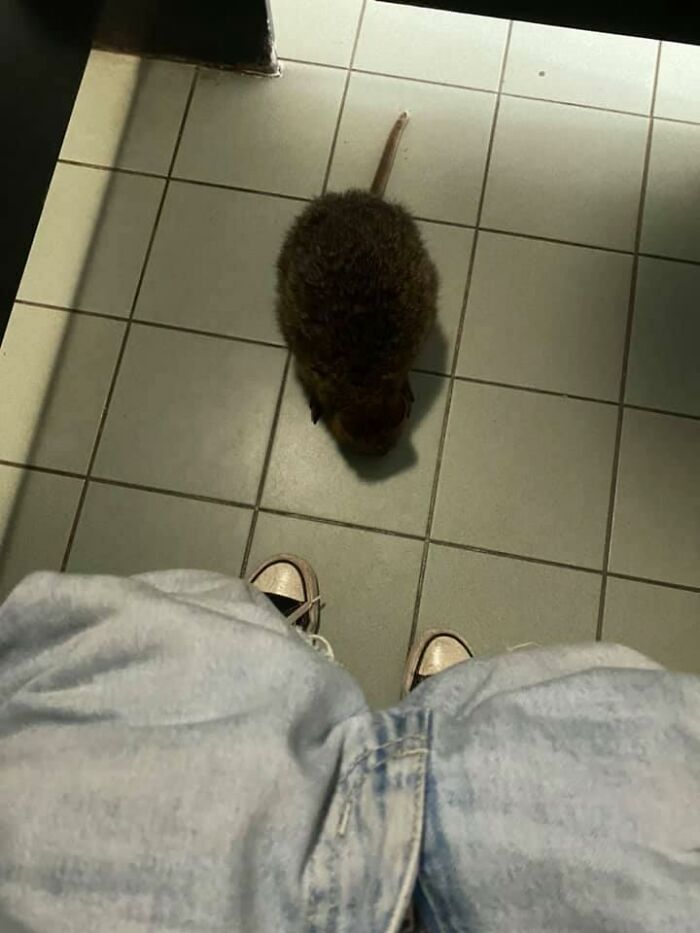 Quokkas Seem To Have No Concept Of Privacy ???