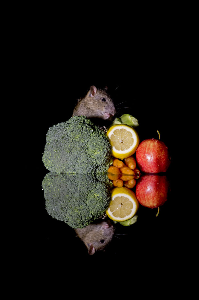 Compost Rat