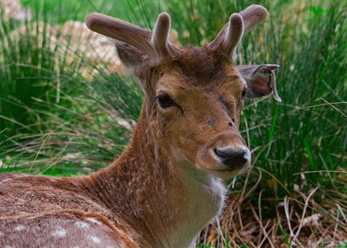 I Captured Friendly Deer At Dunham Massey