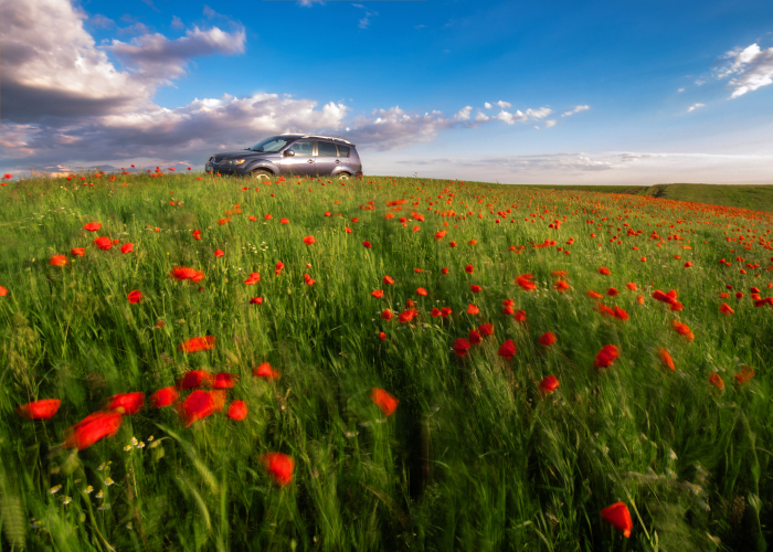I Found The Red Wonderland 15 Minutes From My Home