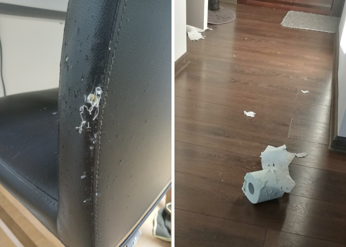 Hey Pandas, Show What “Disaster” Your Pet Caused In Your Home (Closed)