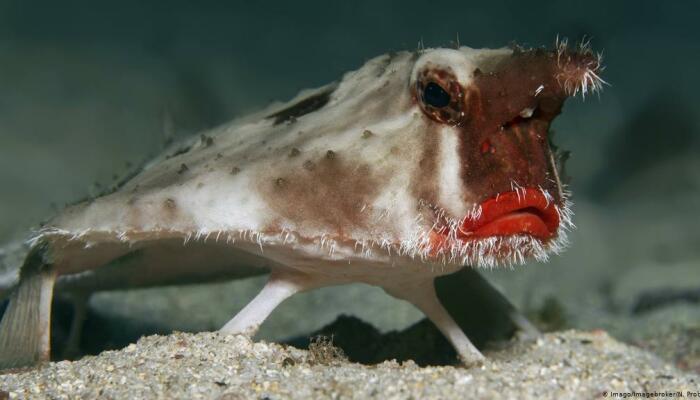 Hey Pandas, What Animal Looks The Stupidest? (Closed)