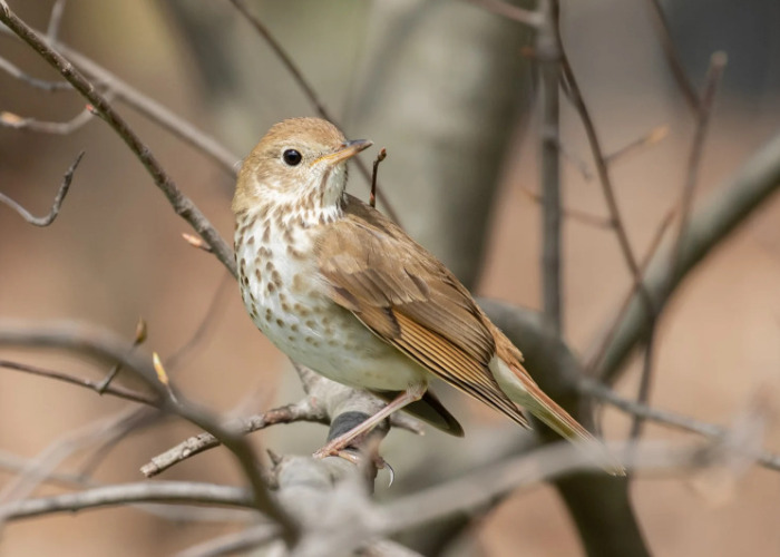 I Want To Spend My Days Birdwatching Not In Quarantine