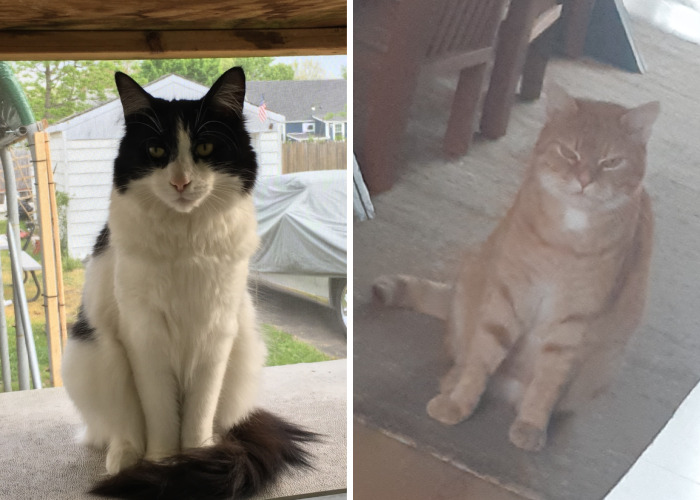 Hey Pandas, Show Me Your Pet Judging You (Closed)