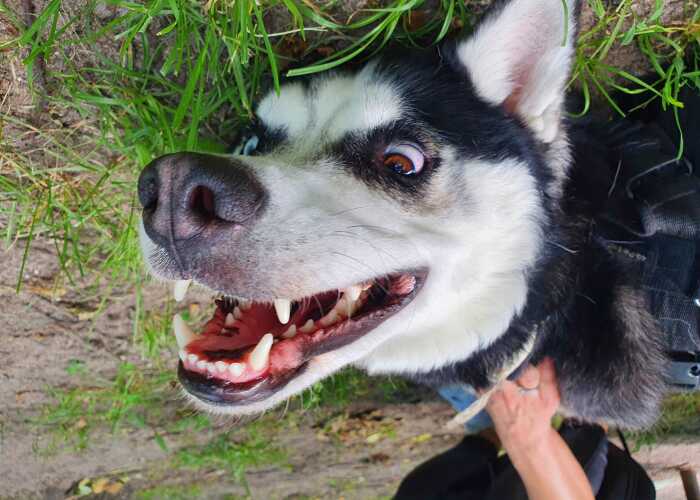 Hey Pandas, Show Us A Demonic Picture Of Your Pet (Closed)