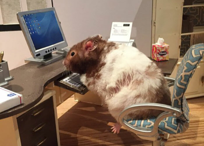 Hey Pandas, Share A Photo Of Your Hamster (Closed)