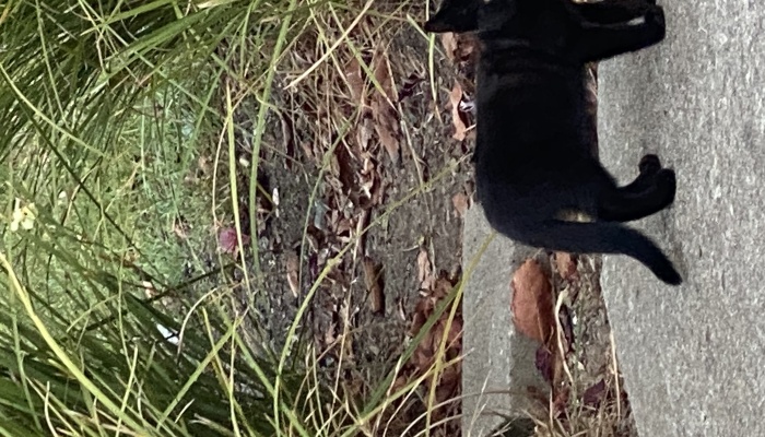 Hey Panda, Take A Picture Of A Cat That You Saw (Closed)