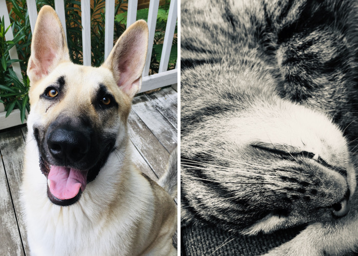 Hey Pandas, Post Your Favorite Photo Of Your Pet (Closed)