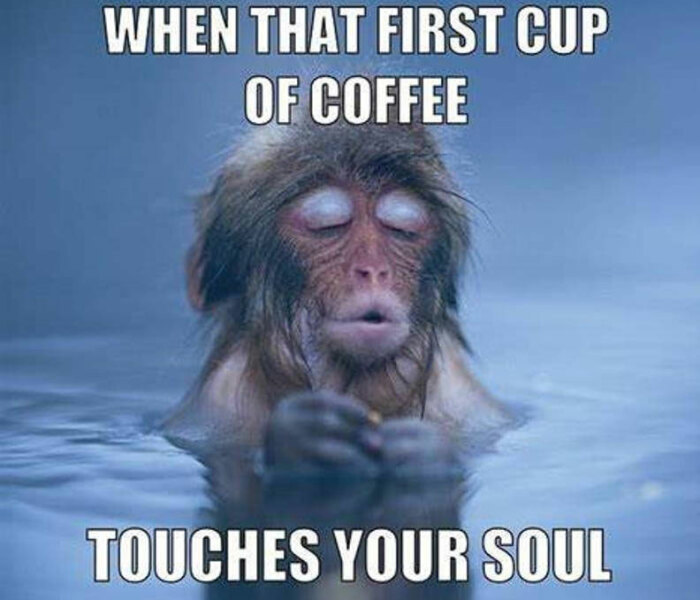 Hey Pandas, Which Meme Are You Today? (Closed)