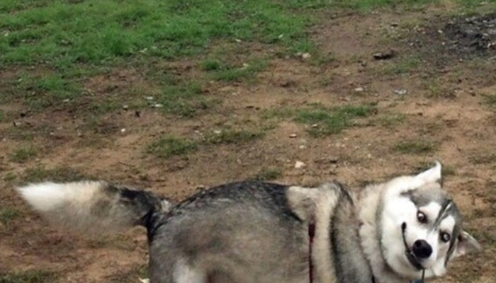 Hey Pandas, Photoshop This Dog Into A Movie Scene (Closed)