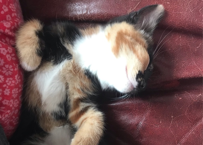 Hey Pandas, Post A Picture Of Your Pet That Shows How Weird They Are (Closed)