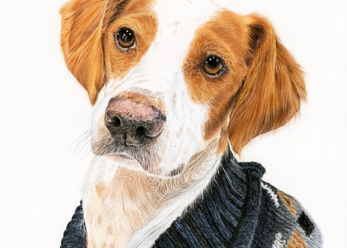 I’ve Made A Painting Of A Shelter Dog From Spain That Now Lives In Scotland