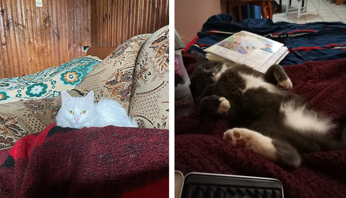 Hey Pandas, Show All Your Pets (Closed)