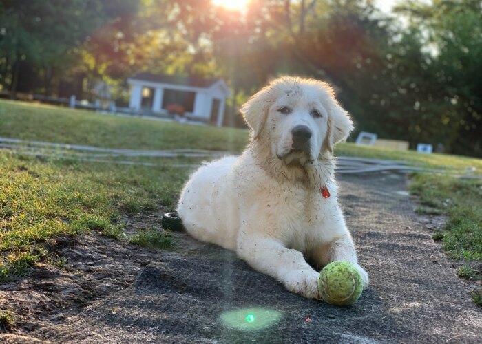 Hey Pandas, Photoshop My Dog To Be As Funny As Possible (Closed)