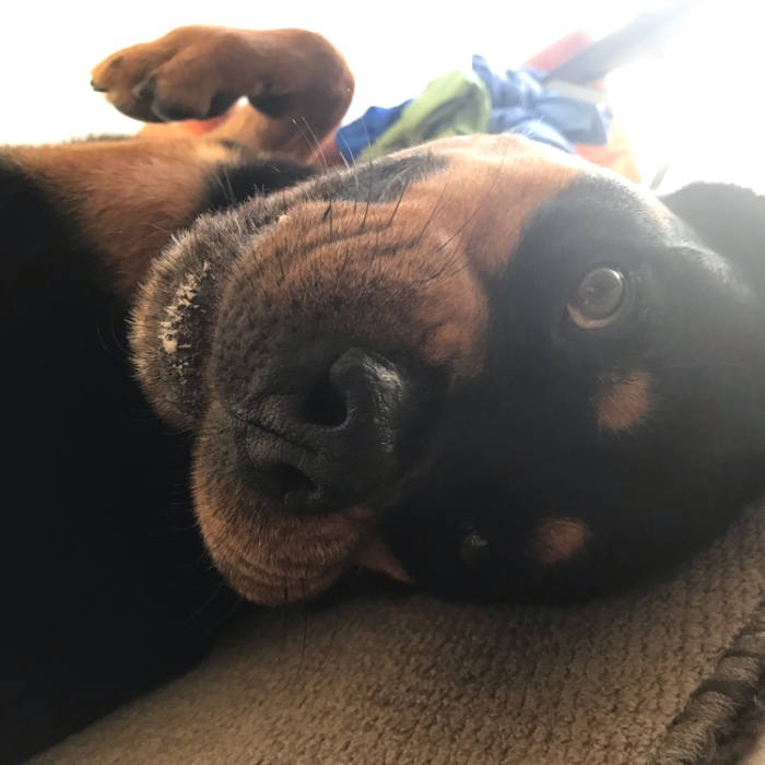 Hey Pandas, Post A Picture Of Your Pet Pulling Its Silliest Face (Closed)