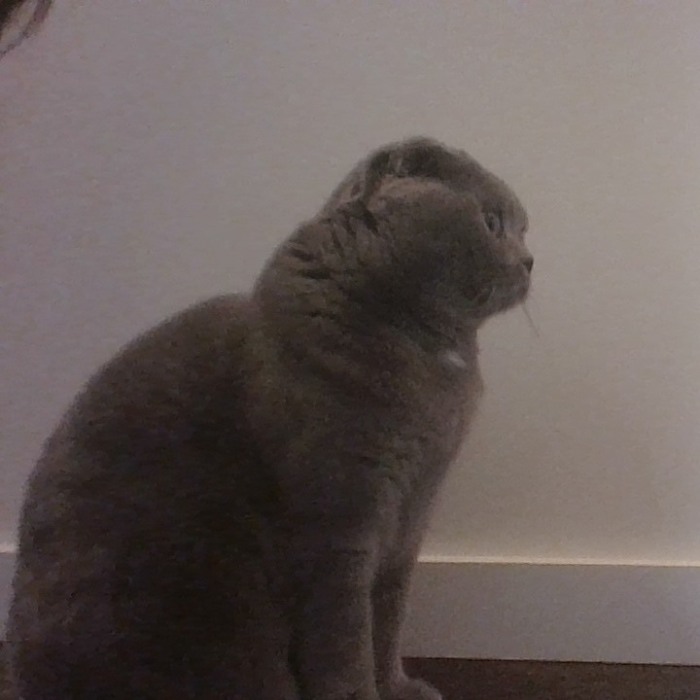 Hey Pandas, Share A Photo Of Your Pet That Is Rather Unflattering