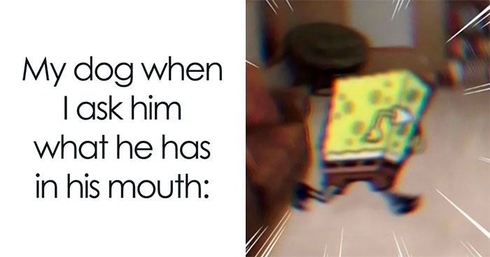 40 Truthful Memes About What It’s Like To Have A Dog