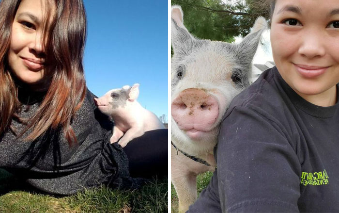 Vet Said Floppy Wouldn’t Live Longer Than A Week And Recommended Putting Him Down, Now He Is 1.5 Years Old And A 500 Lb Indoor Pig